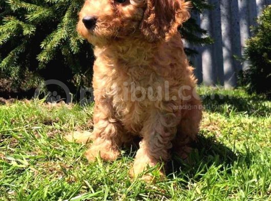 Safkan Dişi Poodle görsel