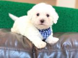 Yakışıklı Maltese Terrier Oğlumuz