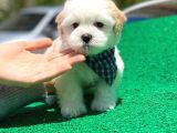 Maltese Terrier Oğlumuz