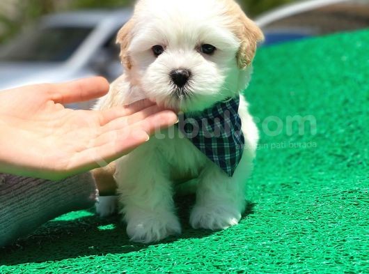 Maltese Terrier Oğlumuz görsel