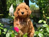 Anne Altından Red Toy Poodle