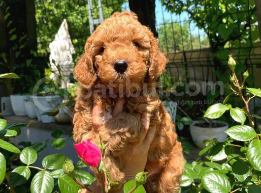 Anne Altından Red Toy Poodle görsel