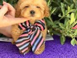 Gerçek Tea Cup Poodle