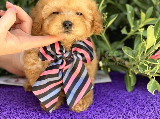 Gerçek Tea Cup Poodle görsel