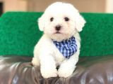 Yakışıklı Maltese Terrier Oğlumuz