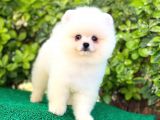 Pomeranian Oğlumuz