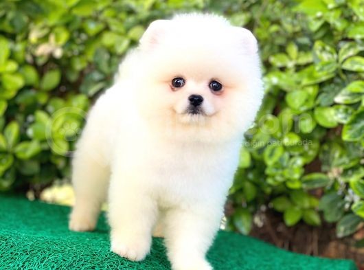 Pomeranian Oğlumuz