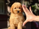Tea Cup Poodle