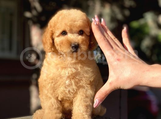 Tea Cup Poodle