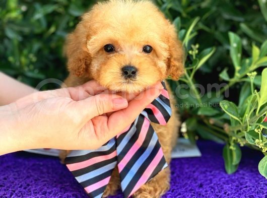 Gerçek Tea Cup Poodle görsel