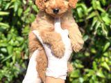 Toy Poodle Yavrular (Red, Red Brown, Apricot, Silver, Siyah)