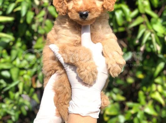 Toy Poodle Yavrular (Red, Red Brown, Apricot, Silver, Siyah) görsel