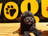 Toy Poodle Yavrular (Red, Red Brown, Apricot, Silver, Siyah)