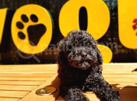 Toy Poodle Yavrular (Red, Red Brown, Apricot, Silver, Siyah) görsel