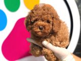 Toy Poodle Yavrular (Red, Red Brown, Apricot, Silver, Siyah)