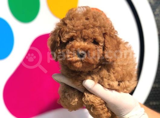 Toy Poodle Yavrular (Red, Red Brown, Apricot, Silver, Siyah) görsel