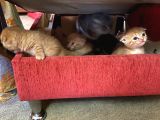 Scottish Fold