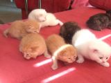 Scottish Fold