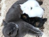 Scottish Fold