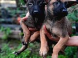 Bursadan Malinois Yavrular