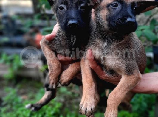 Bursadan Malinois Yavrular görsel