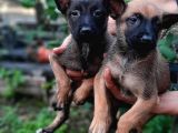 Bursadan Malinois Yavrular