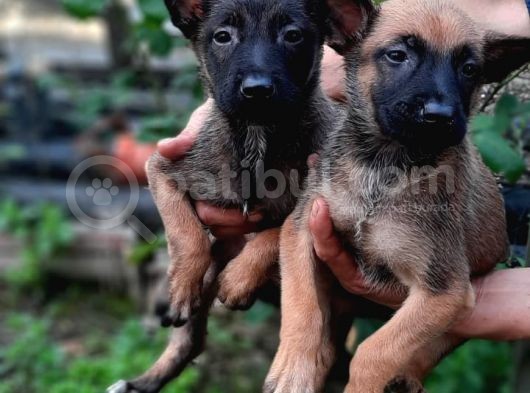 Bursadan Malinois Yavrular görsel