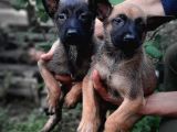 Bursadan Malinois Yavrular