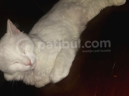 2 Yaşında Van Kedisi Adı Pamuk görsel