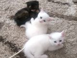 Scottish Fold