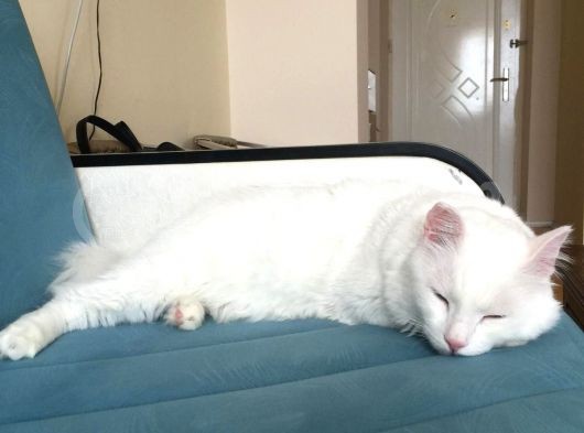 2 Yaşında Van Kedisi Adı Pamuk görsel