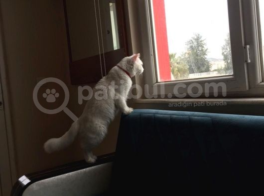 2 Yaşında Van Kedisi Adı Pamuk görsel