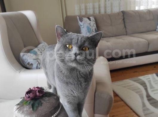 Böyle Erkek Güzeli̇ Yok görsel