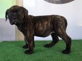 Türkiye'Nin En İyileri Muhteşem Presa Canario Yavrular