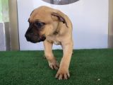 Türkiye'Nin En İyileri Muhteşem Presa Canario Yavrular