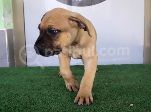 Türkiye'Nin En İyileri Muhteşem Presa Canario Yavrular görsel