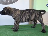 Türkiye'Nin En İyileri Muhteşem Presa Canario Yavrular