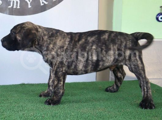 Türkiye'Nin En İyileri Muhteşem Presa Canario Yavrular görsel