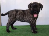 Türkiye'Nin En İyileri Muhteşem Presa Canario Yavrular