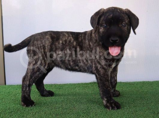 Türkiye'Nin En İyileri Muhteşem Presa Canario Yavrular görsel