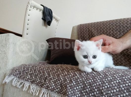 Çok Tatlı Sağlıklı British Yavrularımız görsel