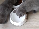 Safkan British Shorthair Erkek Yavru