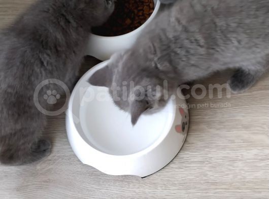 Safkan British Shorthair Erkek Yavru görsel