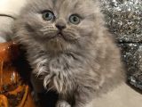 British Longhair Safkan Erkek Yavru