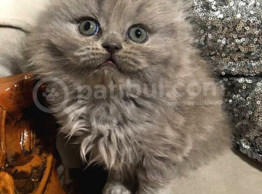 British Longhair Safkan Erkek Yavru görsel
