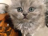 British Longhair Safkan Erkek Yavru