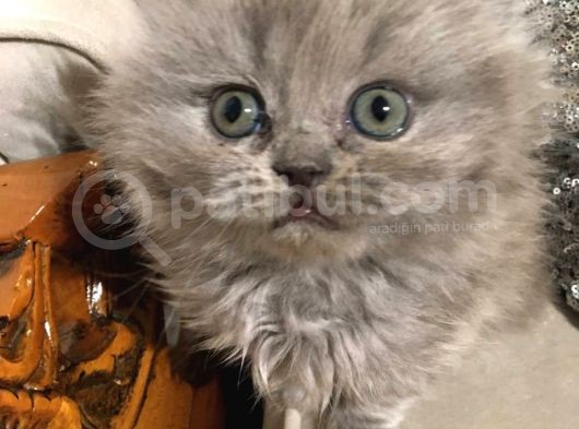 British Longhair Safkan Erkek Yavru görsel