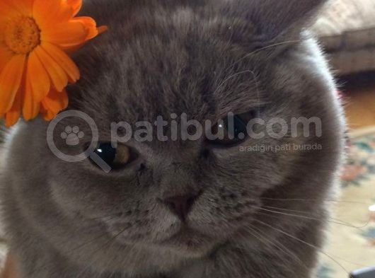 British Longhair Safkan Erkek Yavru görsel