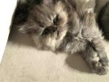 British Longhair Safkan Erkek Yavru