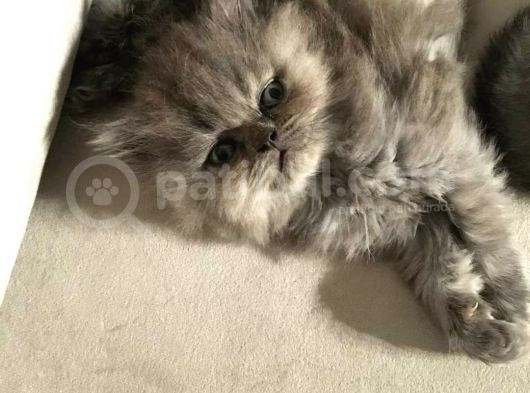 British Longhair Safkan Erkek Yavru görsel